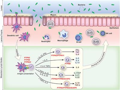 Protein Tyrosine Phosphatases: Regulators of CD4 T Cells in Inflammatory Bowel Disease